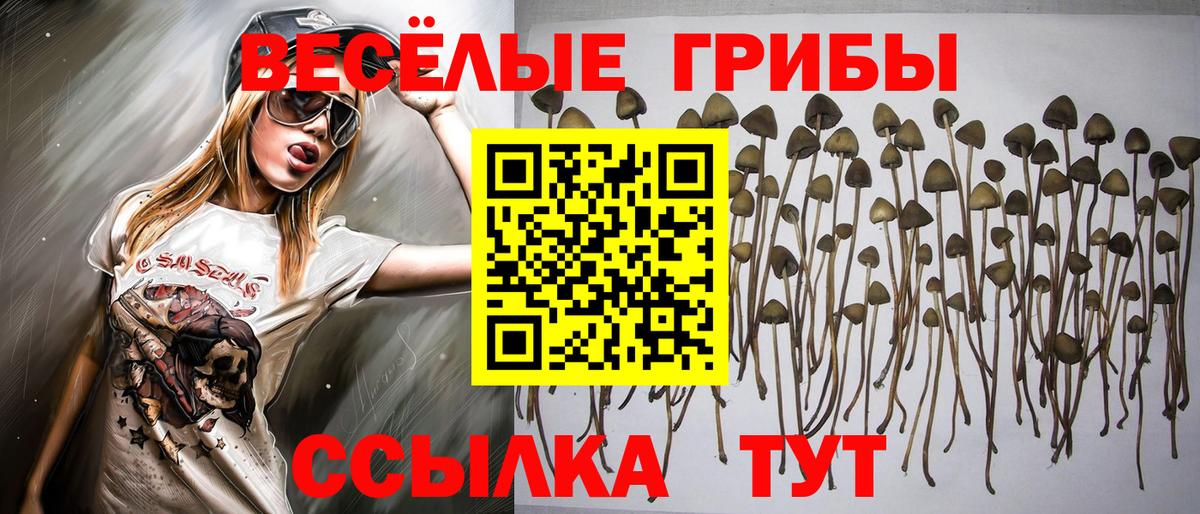 где продают наркотики  Галлюциногенные грибы Psilocybe  Вход с VPN  Зеленокумск 